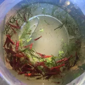 20x Red Cherry Shrimp Starter Pack - Free Shipping