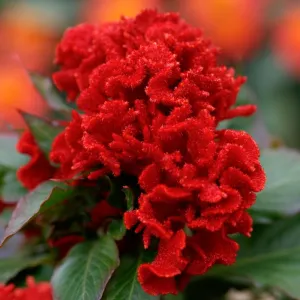 Celosia Chief Red Seeds