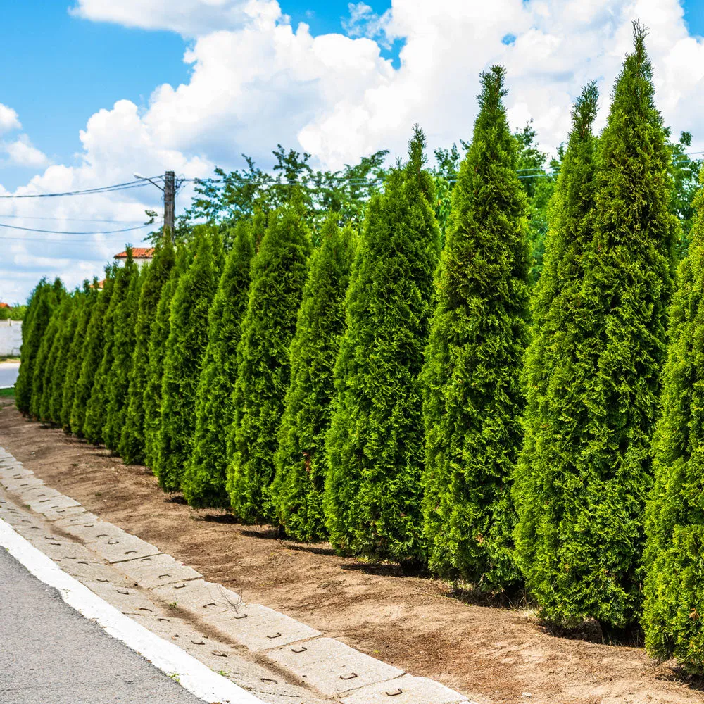 Junior Giant Thuja Tree