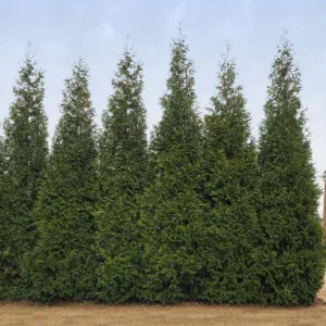 Junior Giant Thuja Tree