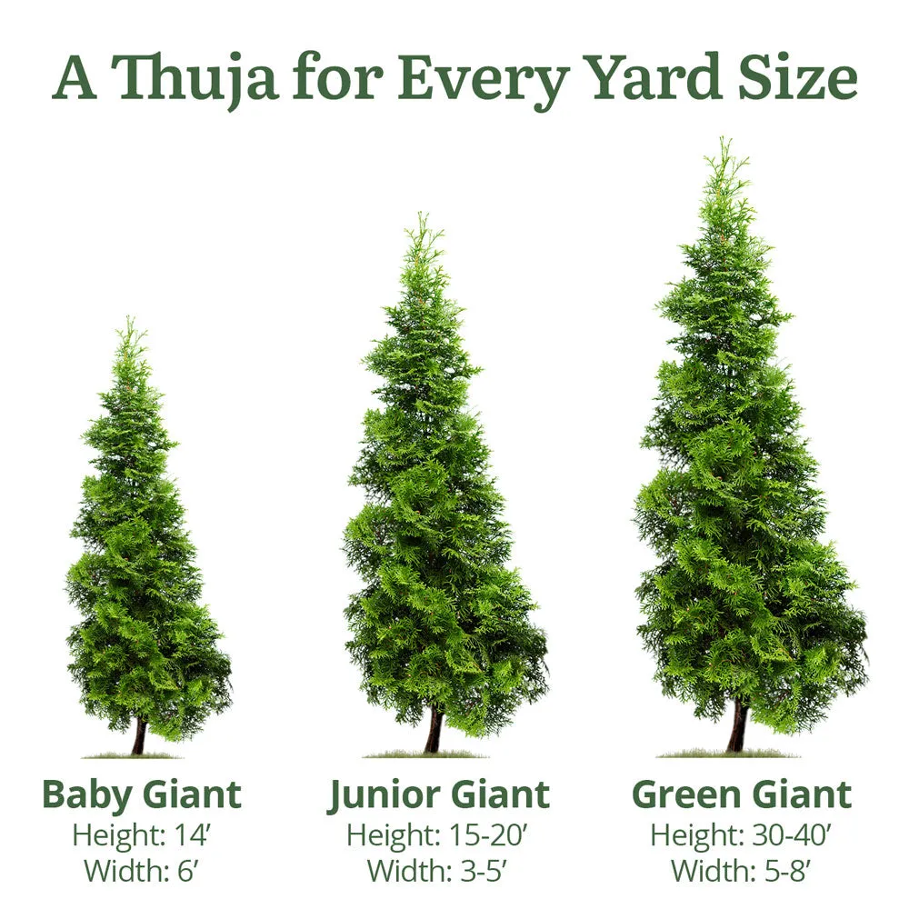 Junior Giant Thuja Tree