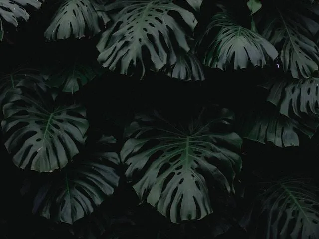 Monstera deliciosa