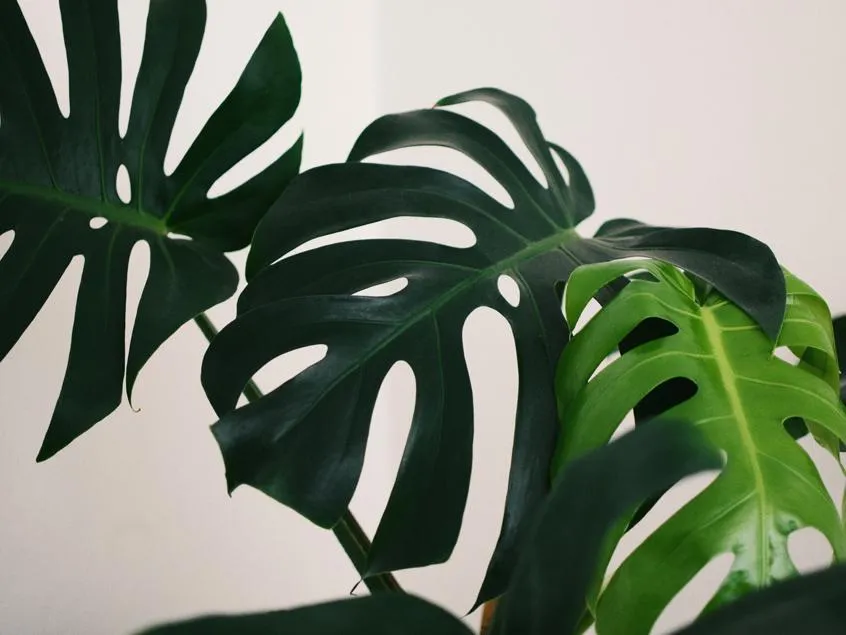 Monstera deliciosa