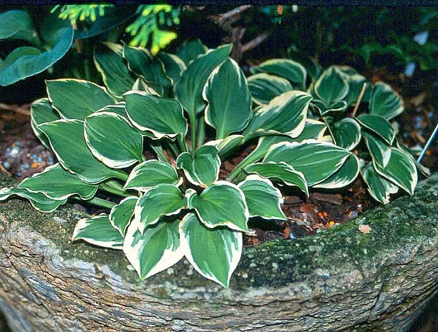 Pixie Vamp Hosta