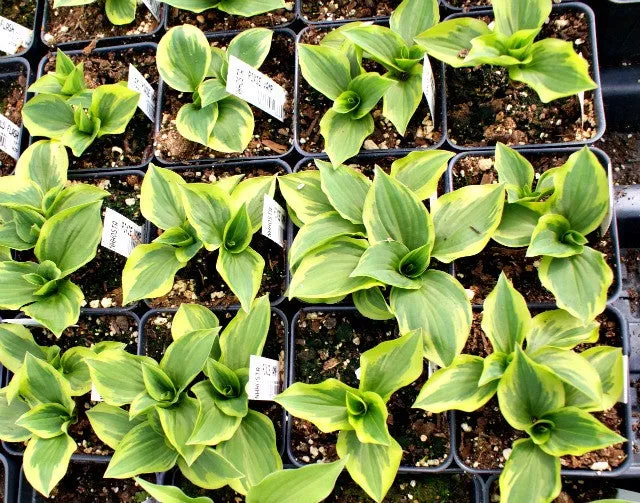 Pixie Vamp Hosta